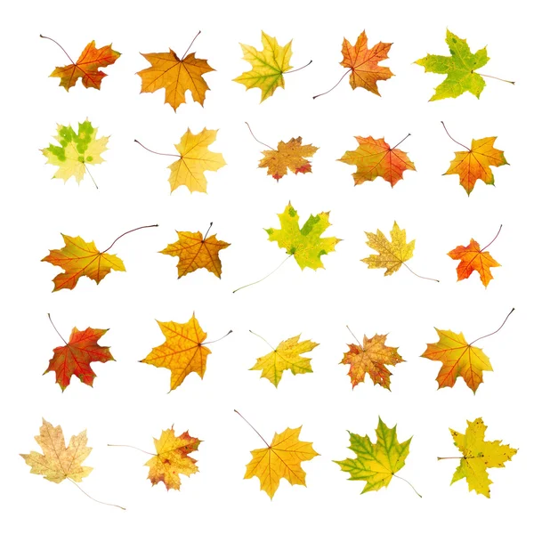 Kolekce podzimních listů — Stock fotografie