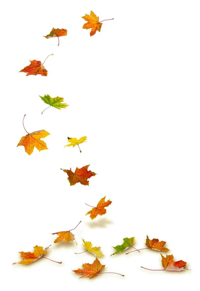 Maple leaves falling — Stock Photo, Image