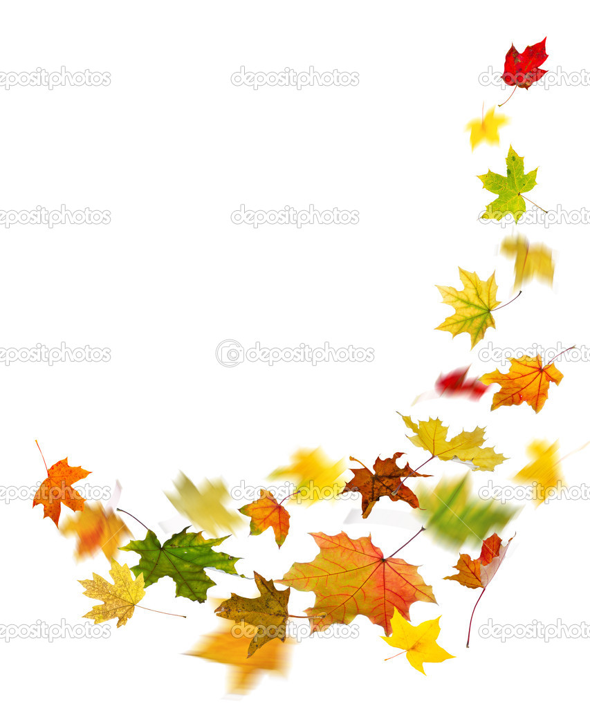Autumn colored leaves falling