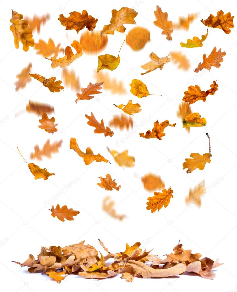Autumn oak leaves falling
