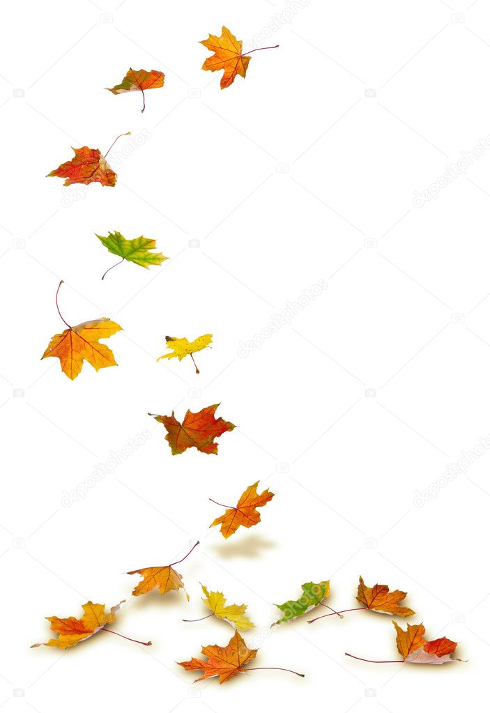 Maple leaves falling