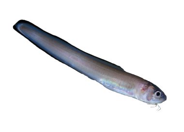 Ophidion rochei