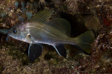Sciaena umbra