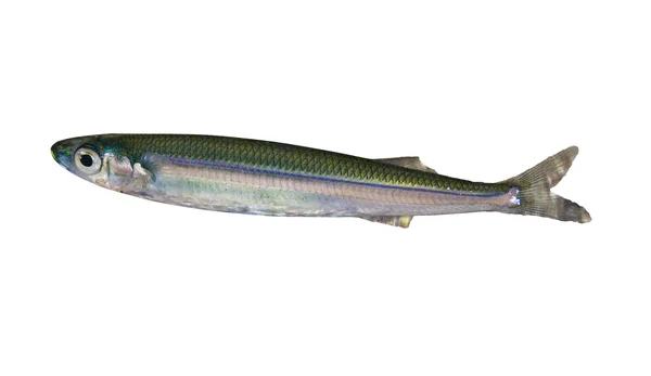 Sprat fish — стоковое фото