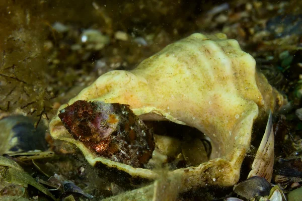 Black scorpionfish — Stock Photo, Image