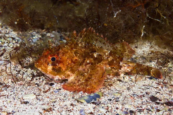 Małych skalowane scorpionfish — Zdjęcie stockowe