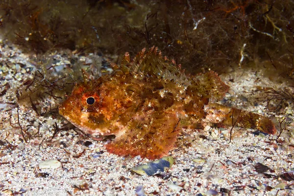 Små skalade skorpionfisk — Stockfoto