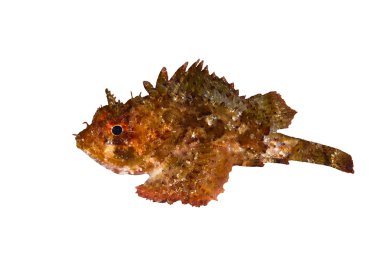 küçük ölçekli scorpionfish