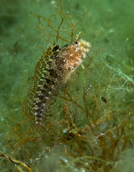 Blenny fish — Stock Photo, Image