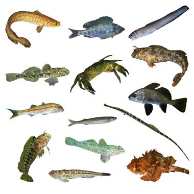 Black Sea fish collection clipart