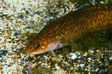 morina cinsinden bir balık kafası