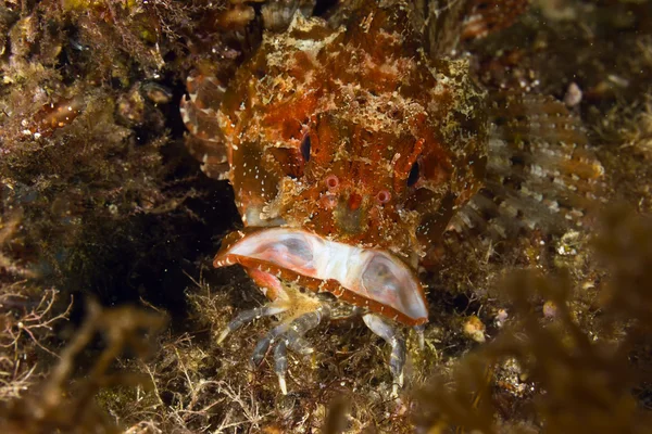 Avcılık scorpionfish — Stok fotoğraf