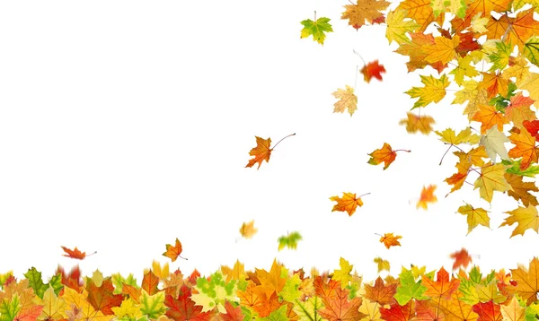 Falling autumn leaves — Stock Photo, Image