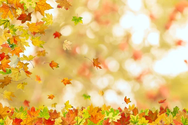 Herbst Ahornblätter fallen — Stockfoto