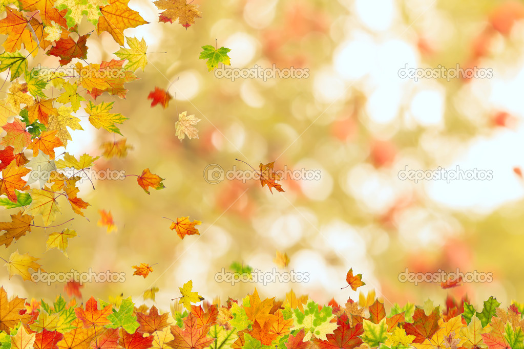 Autumn maple leaves falling