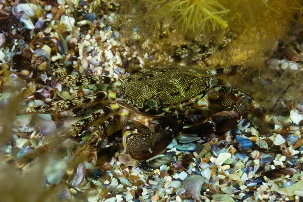 Grass Crab — Stock Photo, Image