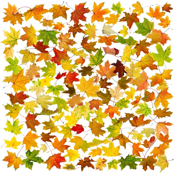 Autunno foglie sfondo — Foto Stock