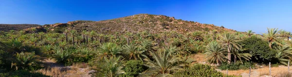 Пальмовая плантация — стоковое фото