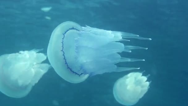 Медузи — стокове відео