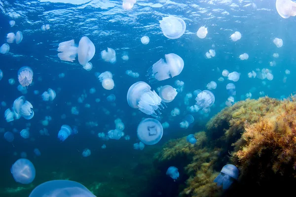 Jellyfishes — Stock Photo, Image