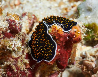 Altın noktalı kurguya