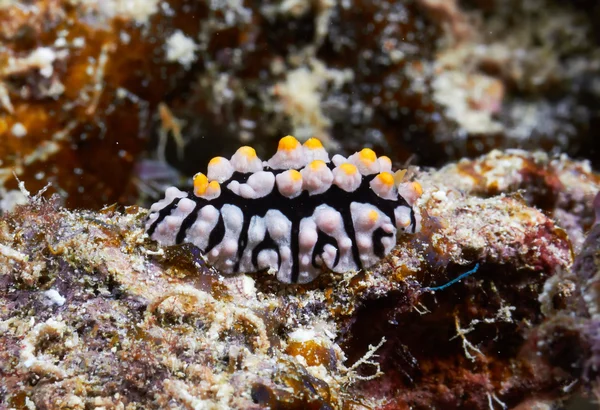 Varicose wart slug — Stock Photo, Image