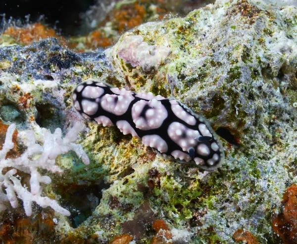 海蛞蝓 — 图库照片