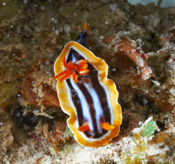 Pyjama's chromodorid — Stockfoto