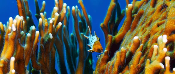 Lyretail hogfish juvenile — Stock Photo, Image