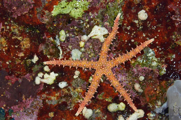 Египетская морская звезда — стоковое фото
