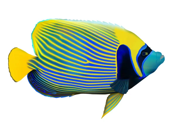 Imperador angelfish —  Vetores de Stock