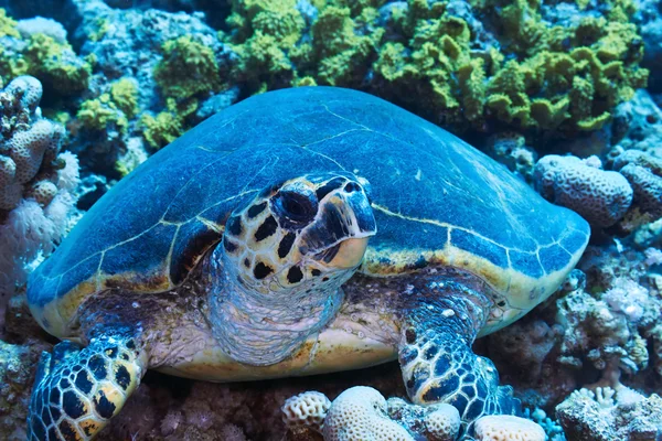 Falkenschildkröte — Stockfoto