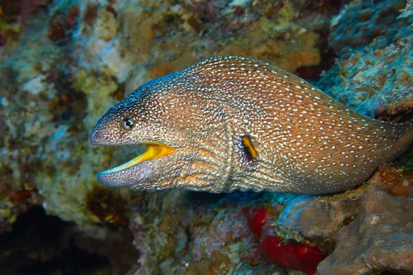 Yellowmouth moray — Stockfoto