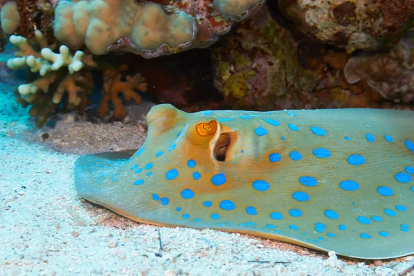 Bluespotted stingray — Stok fotoğraf