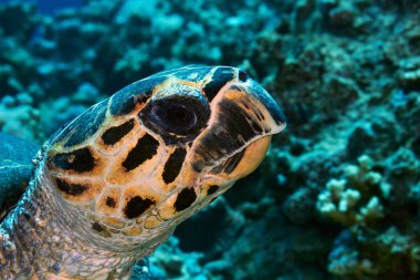 Hawksbill kaplumbağa kafa