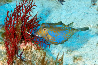 Bluetail trunkfish