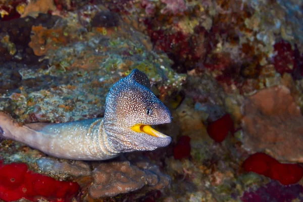 Yellowmouth moray — Stock Photo, Image