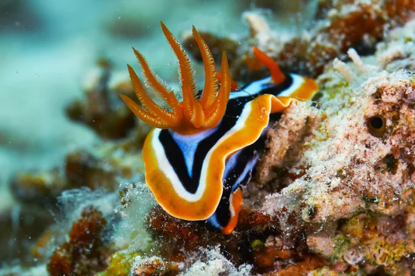 Pyjama chromodorid — Stockfoto