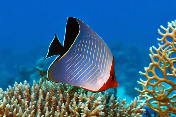 Hooded butterflyfish — Stock Photo, Image