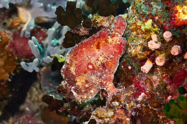 Scarlet frogfish — Stock Photo, Image