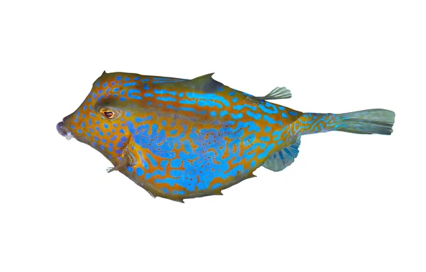 Bluetail trunkfish — Stockfoto