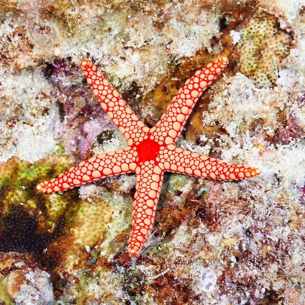 Parel sea star — Stockfoto