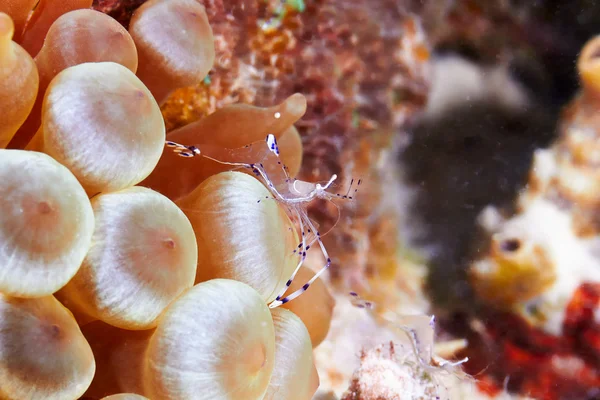 Clown garnalen en anemone — Stockfoto