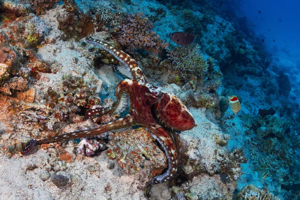 Útes chobotnice — Stock fotografie