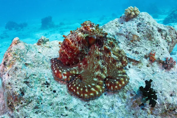 Pulpo de arrecife — Foto de Stock