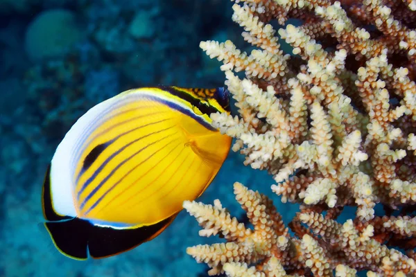 Blacktail Butterflyfish — Stock Photo, Image