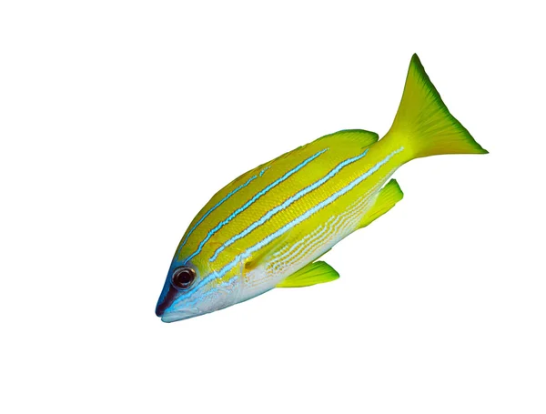 Bluestripe balığı — Stok fotoğraf