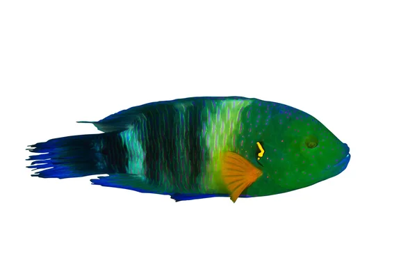 Broomtail wrasse — Stock Photo, Image
