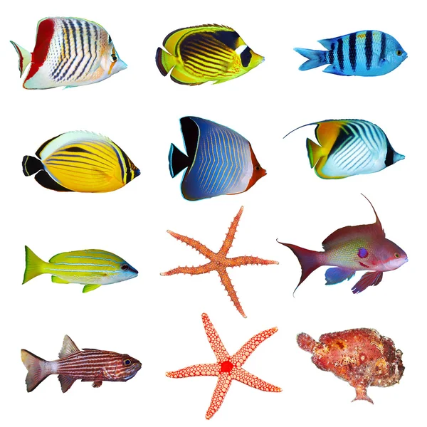 Colección de peces tropicales — Foto de Stock