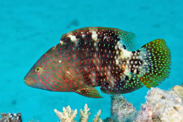 Abudjubbe wrasse — Stockfoto